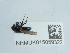  (Lonchaea fumosa - NHMUK015059322)  @11 [ ] Unspecified (default): All Rights Reserved  Unspecified Unspecified