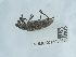  ( - NHMUK015059352)  @11 [ ] Unspecified (default): All Rights Reserved  Unspecified Unspecified