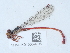  ( - NHMUK015059706)  @11 [ ] Unspecified (default): All Rights Reserved  Unspecified Unspecified