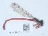  ( - NHMUK015059706)  @11 [ ] Unspecified (default): All Rights Reserved  Unspecified Unspecified