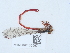  ( - NHMUK015059719)  @11 [ ] Unspecified (default): All Rights Reserved  Unspecified Unspecified