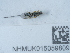  ( - NHMUK015059809)  @11 [ ] Unspecified (default): All Rights Reserved  Unspecified Unspecified