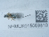  ( - NHMUK015059810)  @11 [ ] Unspecified (default): All Rights Reserved  Unspecified Unspecified