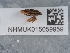  ( - NHMUK015059959)  @11 [ ] Unspecified (default): All Rights Reserved  Unspecified Unspecified