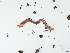  ( - NHMUK015059964)  @11 [ ] Unspecified (default): All Rights Reserved  Unspecified Unspecified