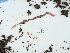  ( - NHMUK015059969)  @11 [ ] Unspecified (default): All Rights Reserved  Unspecified Unspecified