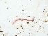  ( - NHMUK015059974)  @11 [ ] Unspecified (default): All Rights Reserved  Unspecified Unspecified