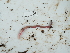  ( - NHMUK015059974)  @11 [ ] Unspecified (default): All Rights Reserved  Unspecified Unspecified