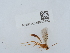  ( - NHMUK015060432)  @11 [ ] Unspecified (default): All Rights Reserved  Unspecified Unspecified