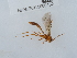  ( - NHMUK015060432)  @11 [ ] Unspecified (default): All Rights Reserved  Unspecified Unspecified