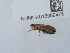  (Pelidnoptera nigripennis - NHMUK015060475)  @11 [ ] Unspecified (default): All Rights Reserved  Unspecified Unspecified