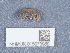  ( - NHMUK015073969)  @11 [ ] Unspecified (default): All Rights Reserved  Unspecified Unspecified