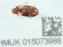  ( - NHMUK015073988)  @11 [ ] Unspecified (default): All Rights Reserved  Unspecified Unspecified
