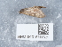  ( - NHMUK015111621)  @11 [ ] Unspecified (default): All Rights Reserved  Unspecified Unspecified
