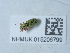  ( - NHMUK015206799)  @11 [ ] Unspecified (default): All Rights Reserved  Unspecified Unspecified