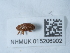  ( - NHMUK015206902)  @11 [ ] Unspecified (default): All Rights Reserved  Unspecified Unspecified