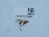  ( - NHMUK015209892)  @11 [ ] Unspecified (default): All Rights Reserved  Unspecified Unspecified