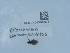  ( - NHMUK015209903)  @11 [ ] Unspecified (default): All Rights Reserved  Unspecified Unspecified