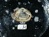  ( - NHMUK015212803)  @11 [ ] Unspecified (default): All Rights Reserved  Unspecified Unspecified