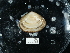 ( - NHMUK015212803)  @11 [ ] Unspecified (default): All Rights Reserved  Unspecified Unspecified