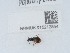  ( - NHMUK015212854)  @11 [ ] Unspecified (default): All Rights Reserved  Unspecified Unspecified