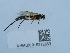  ( - NHMUK015212883)  @11 [ ] Unspecified (default): All Rights Reserved  Unspecified Unspecified