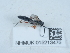  (Hyposoter rhodocerae - NHMUK015213475)  @11 [ ] Unspecified (default): All Rights Reserved  Unspecified Unspecified