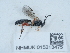  ( - NHMUK015213475)  @11 [ ] Unspecified (default): All Rights Reserved  Unspecified Unspecified