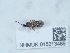  (Microgaster subcompletus - NHMUK015213489)  @11 [ ] Unspecified (default): All Rights Reserved  Unspecified Unspecified