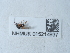  (Diastrophus rubi - NHMUK015214937)  @11 [ ] Unspecified (default): All Rights Reserved  Unspecified Unspecified