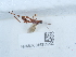  ( - NHMUK015215232)  @11 [ ] Unspecified (default): All Rights Reserved  Unspecified Unspecified