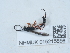  ( - NHMUK015215556)  @11 [ ] Unspecified (default): All Rights Reserved  Unspecified Unspecified
