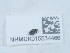  ( - NHMUK015534466)  @11 [ ] Unspecified (default): All Rights Reserved  Unspecified Unspecified