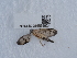  (Rhagio strigosus - NHMUK015556924)  @11 [ ] Unspecified (default): All Rights Reserved  Unspecified Unspecified
