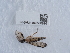 ( - NHMUK015556924)  @11 [ ] Unspecified (default): All Rights Reserved  Unspecified Unspecified