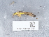  ( - NHMUK015557004)  @11 [ ] Unspecified (default): All Rights Reserved  Unspecified Unspecified