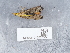  ( - NHMUK015557004)  @11 [ ] Unspecified (default): All Rights Reserved  Unspecified Unspecified