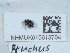  ( - NHMUK015613704)  @11 [ ] Unspecified (default): All Rights Reserved  Unspecified Unspecified