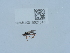  ( - NHMUK015621518)  @11 [ ] Unspecified (default): All Rights Reserved  Unspecified Unspecified