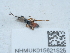  ( - NHMUK015621525)  @11 [ ] Unspecified (default): All Rights Reserved  Unspecified Unspecified