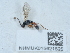  ( - NHMUK015621525)  @11 [ ] Unspecified (default): All Rights Reserved  Unspecified Unspecified