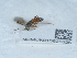  ( - NHMUK015621525)  @11 [ ] Unspecified (default): All Rights Reserved  Unspecified Unspecified