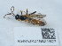  ( - NHMUK015621527)  @11 [ ] Unspecified (default): All Rights Reserved  Unspecified Unspecified