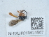  ( - NHMUK015621567)  @11 [ ] Unspecified (default): All Rights Reserved  Unspecified Unspecified