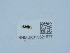  (Halticoptera hippeus - NHMUK015621577)  @11 [ ] Unspecified (default): All Rights Reserved  Unspecified Unspecified