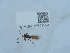  ( - NHMUK015621594)  @11 [ ] Unspecified (default): All Rights Reserved  Unspecified Unspecified