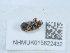  ( - NHMUK015622432)  @11 [ ] Unspecified (default): All Rights Reserved  Unspecified Unspecified