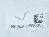 (Pungeleria capreolaria - NHMUK015666301)  @11 [ ] Unspecified (default): All Rights Reserved  Unspecified Unspecified