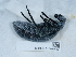  ( - NHMUK015667610)  @11 [ ] Unspecified (default): All Rights Reserved  Unspecified Unspecified