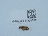  ( - NHMUK015931850)  @11 [ ] Unspecified (default): All Rights Reserved  Unspecified Unspecified